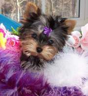 Two Gorgeous TeaCup Yorkie Puppies Available